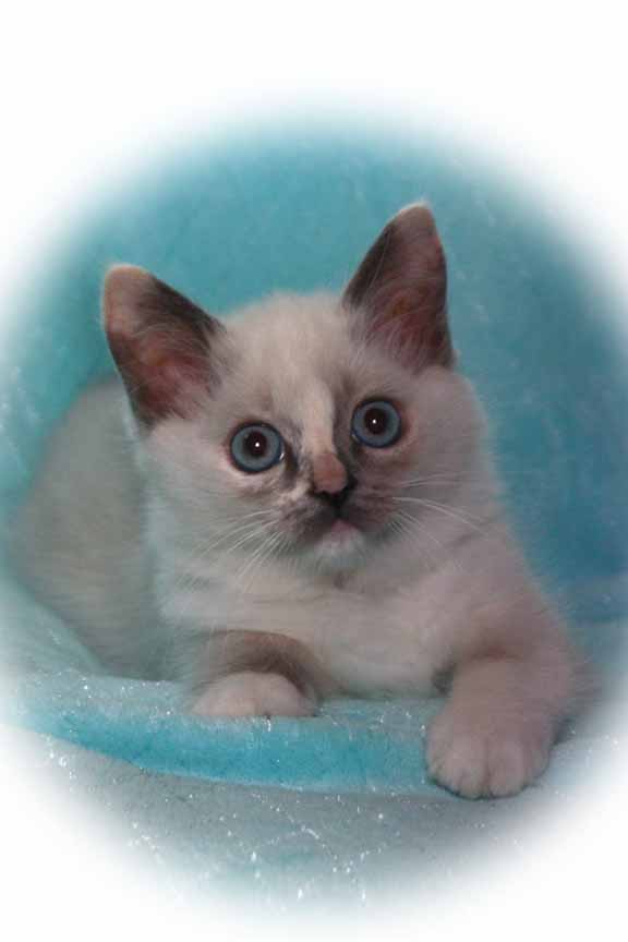 Teddy Bear Cats